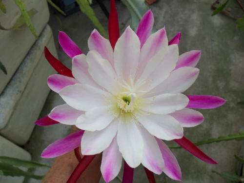 Epikakteen - Arturo - Epiphyllum - Blattkakteen